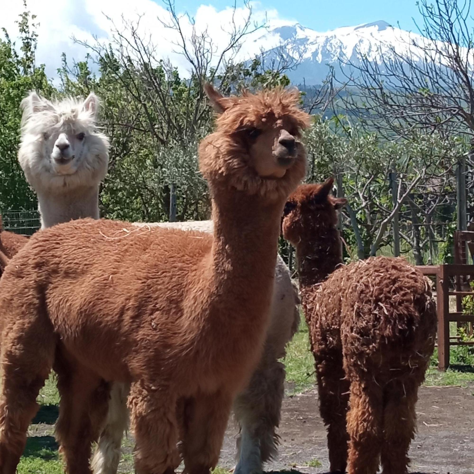 Alpaca Etna Rooms Da Mariagiovanna Linguaglossa Exterior photo
